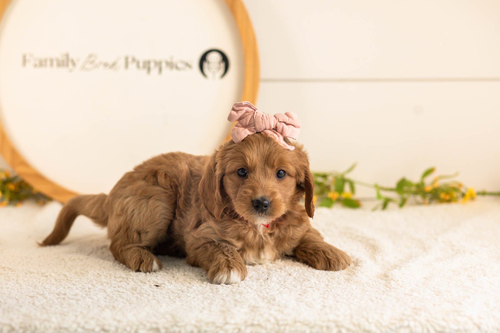 Lani goldendoodle for sale(1).jpg