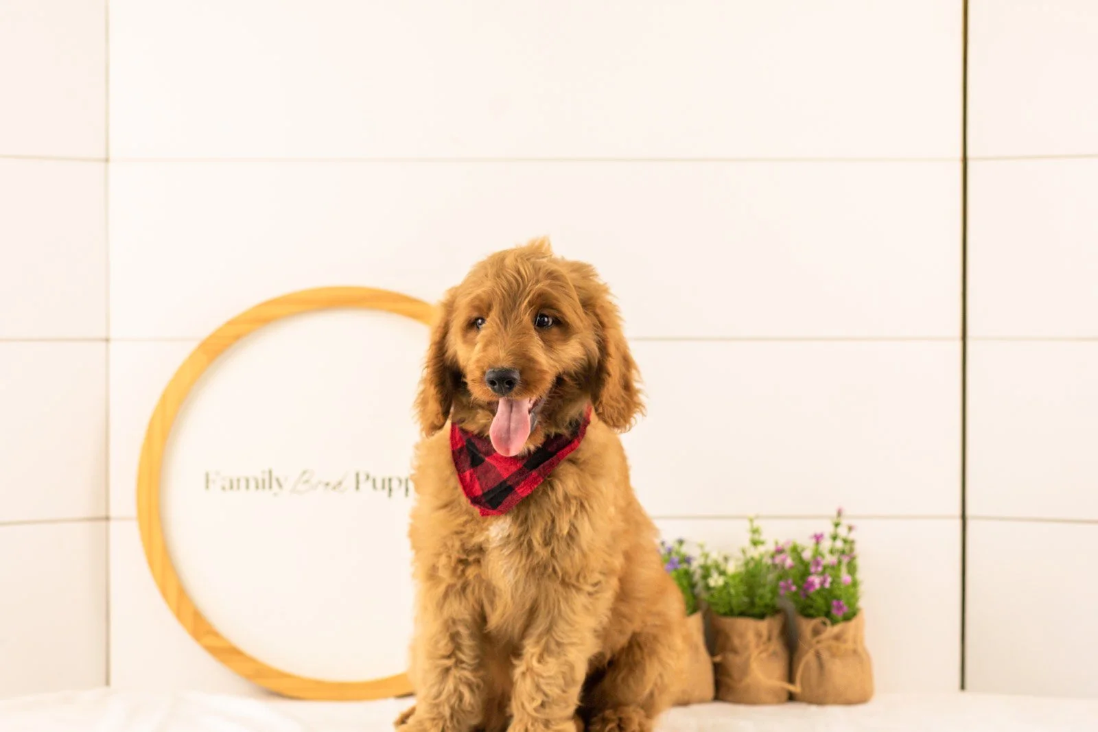 Phil goldendoodle for sale.jpg