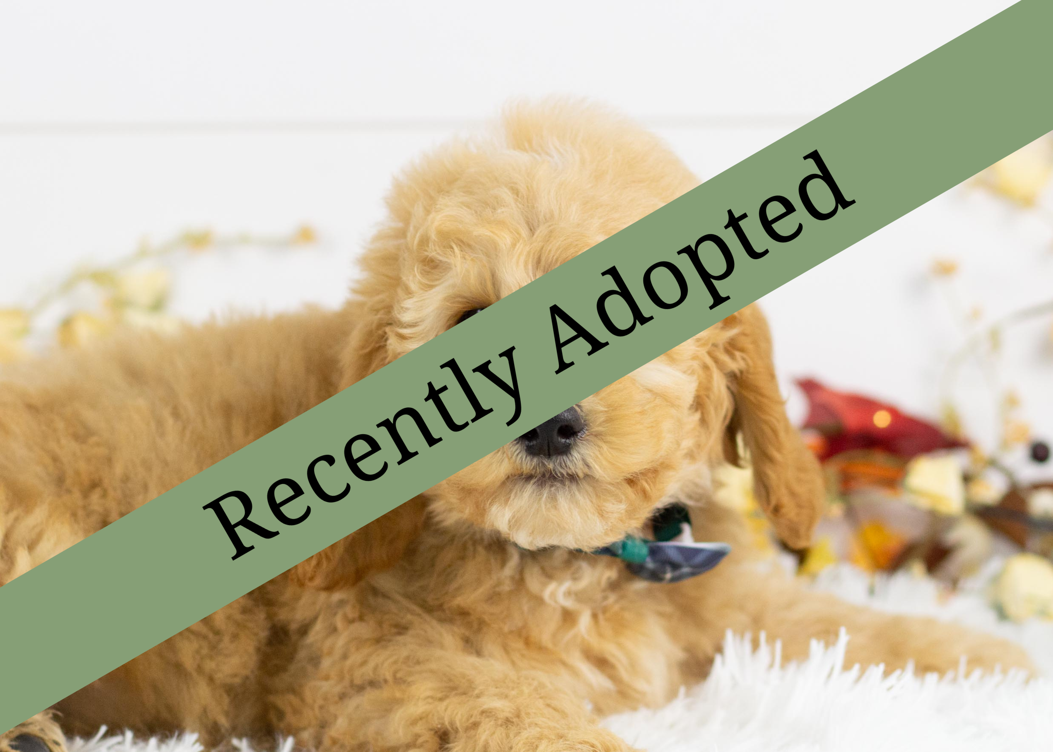 goldendoodle for sale