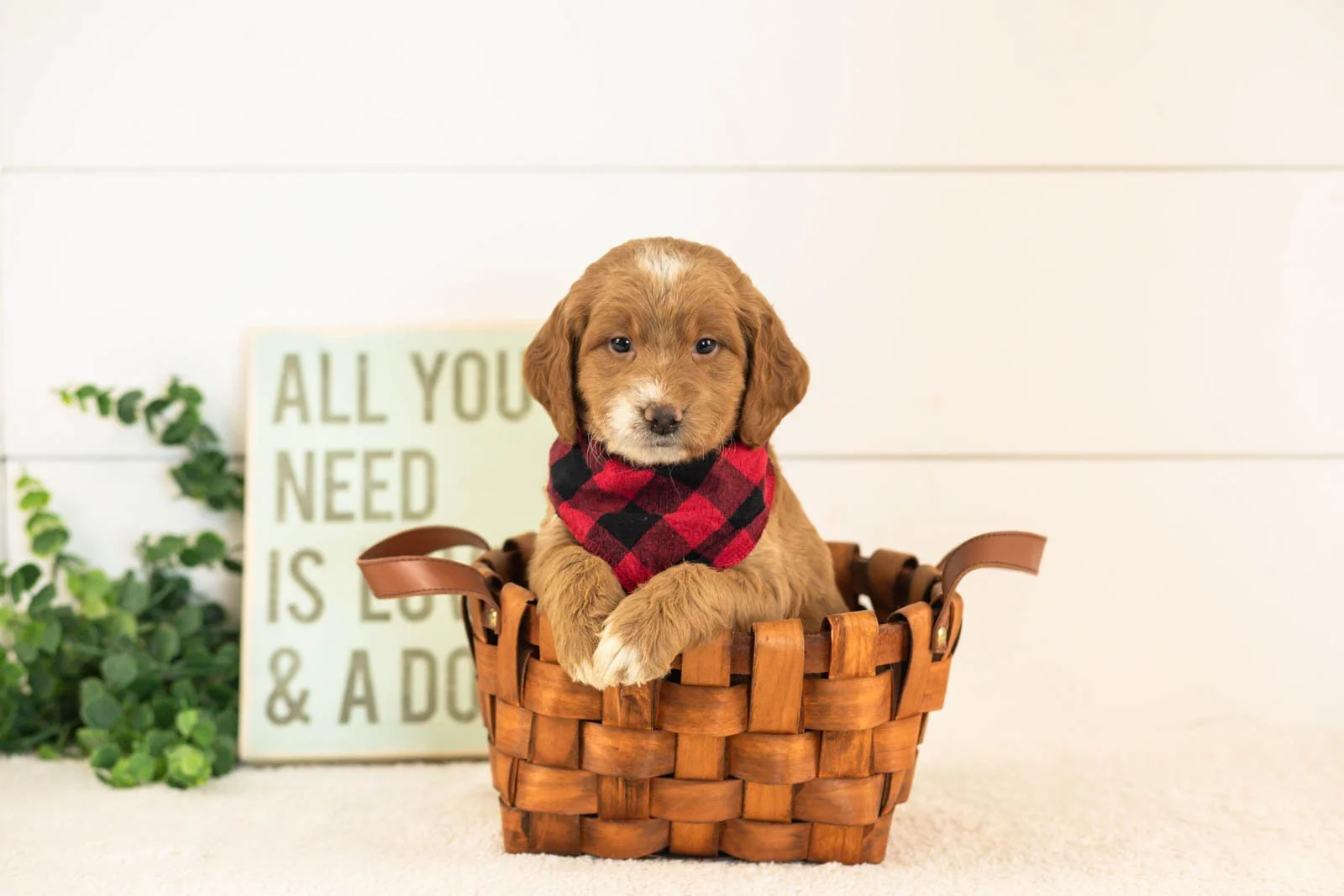 Marley goldendoodle for sale(4).jpg