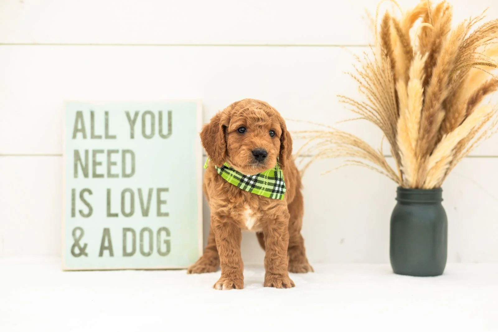 Matcha goldendoodle for sale(2).jpg