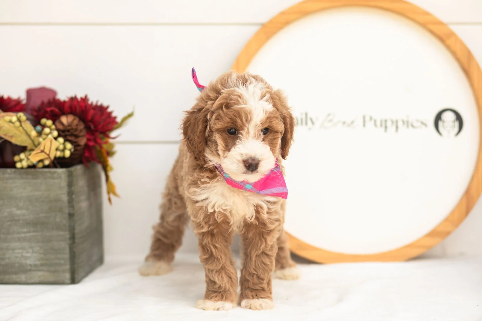 Cardinal goldendoodle for sale(2).jpg