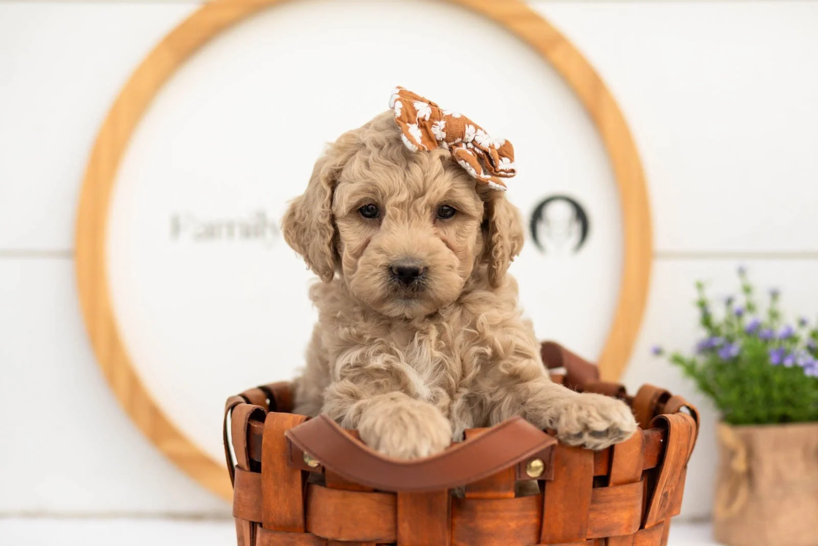 Cindy goldendoodle for sale(2).jpg