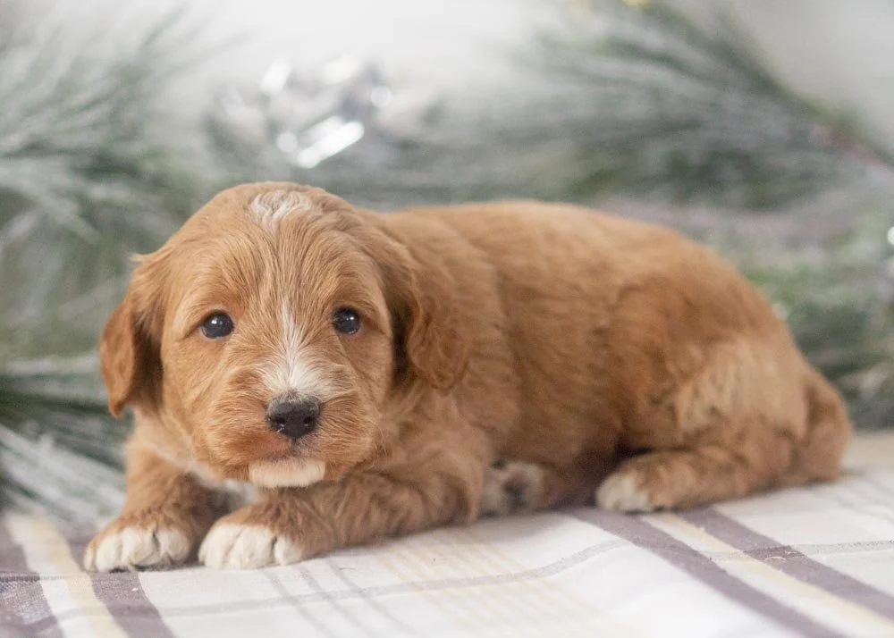 Cole goldendoodle for sale(3).jpg