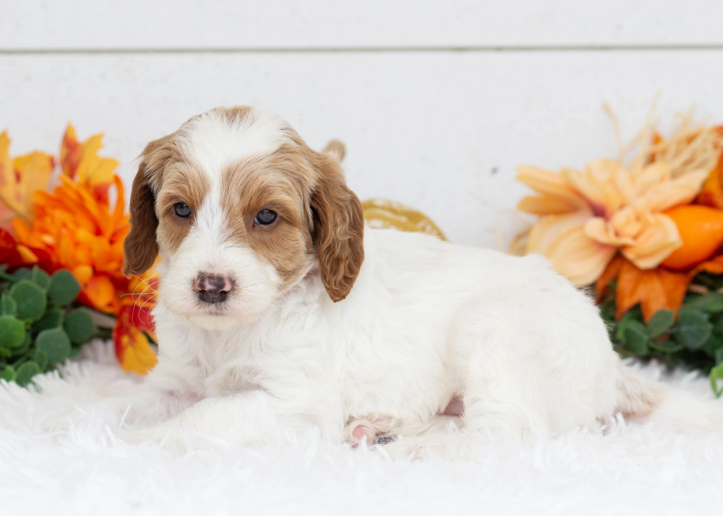 Fairway goldendoodle for sale(1).jpg
