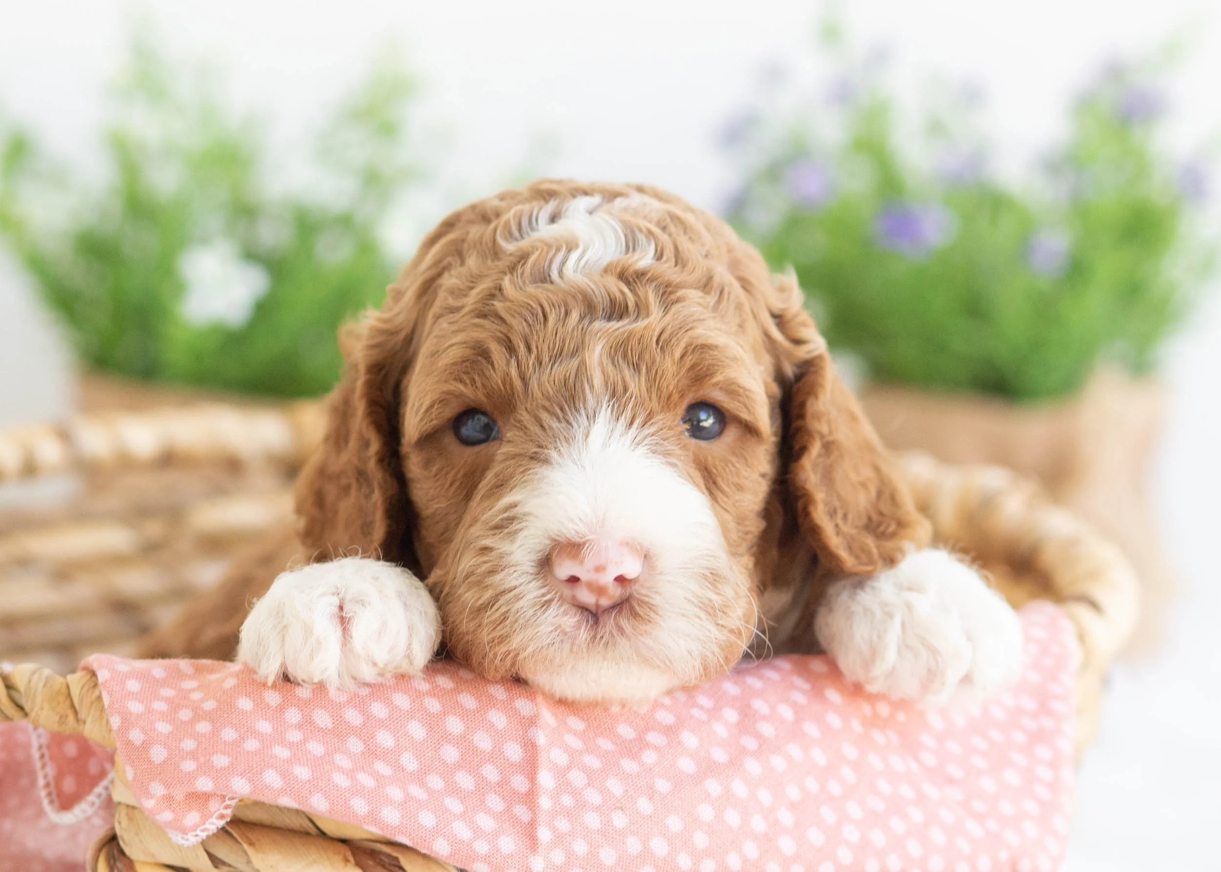 Zoey Goldendoodle For Sale(3).jpg