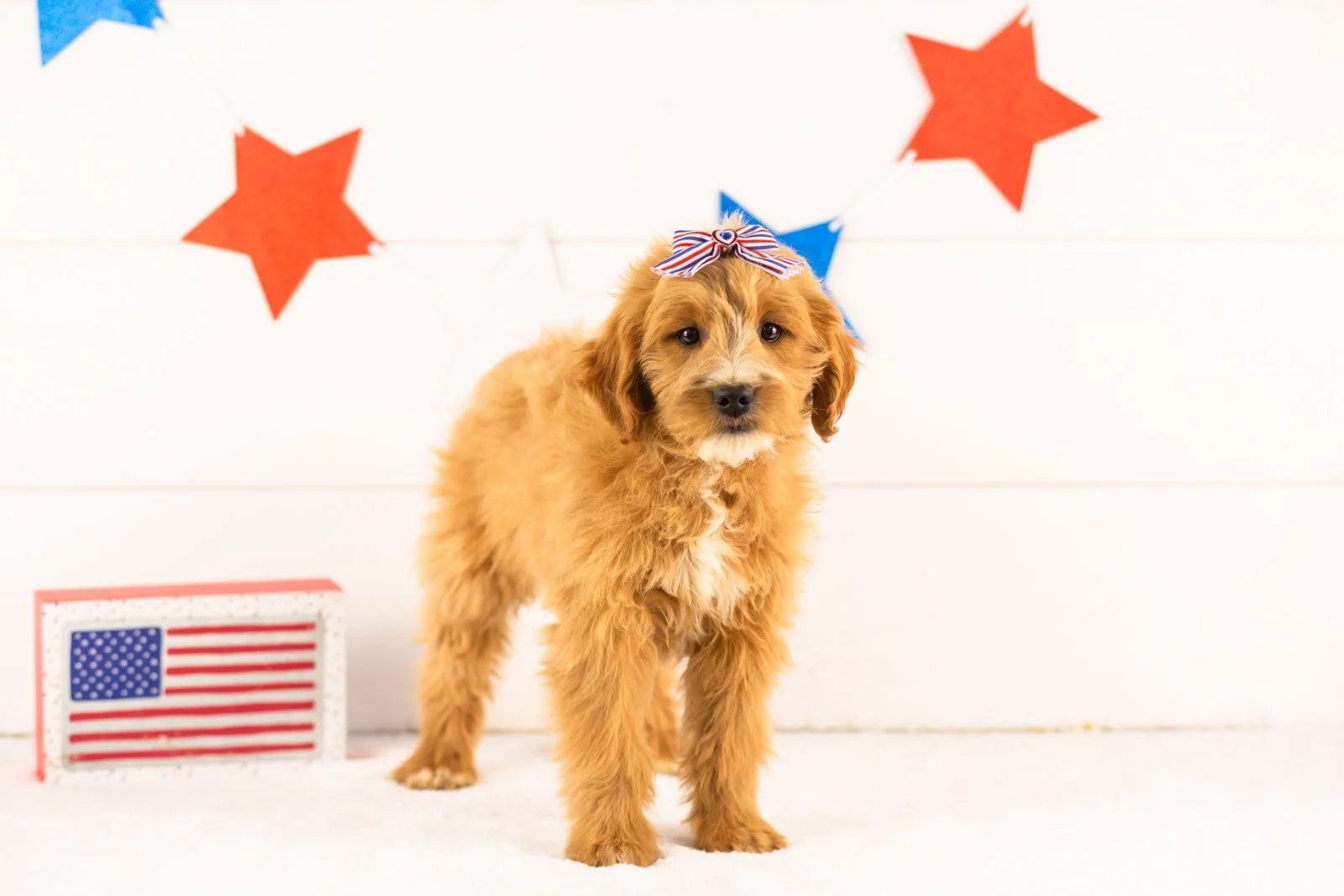 Phoebe goldendoodle for sale.jpg