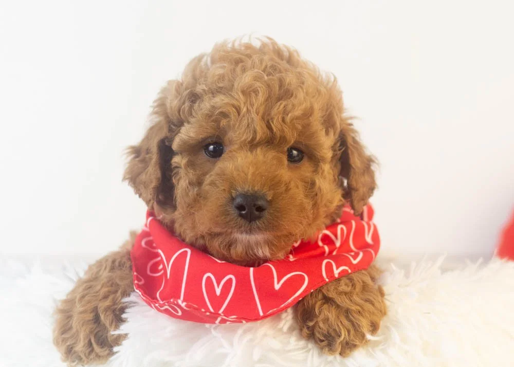 Vinnie goldendoodle for sale.jpg
