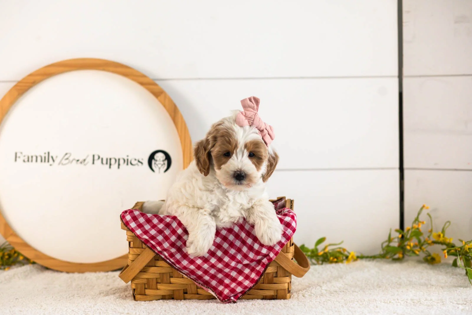 Leslie Goldendoodle for sale(4).jpg