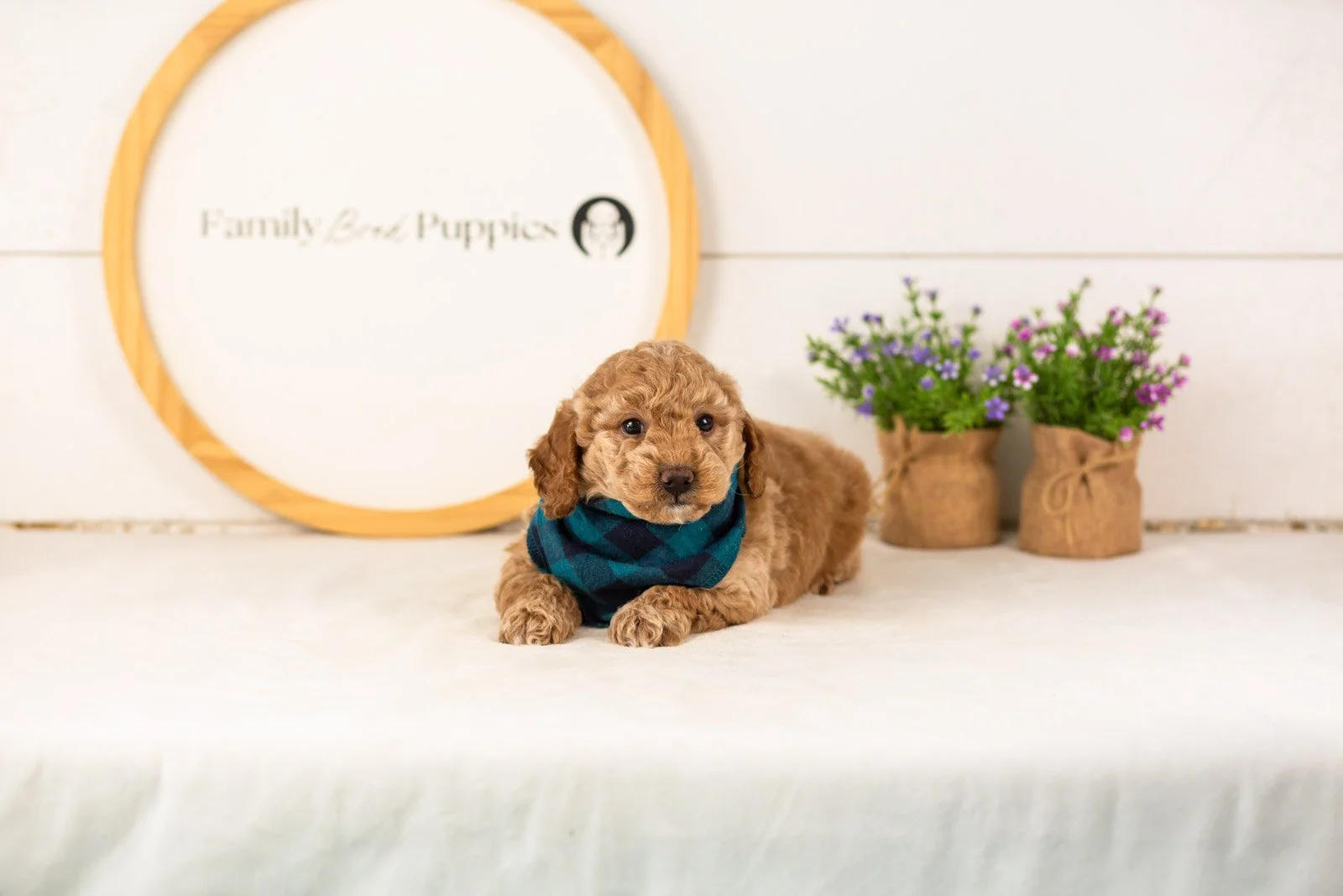Benji goldendoodle for sale.(2).jpg