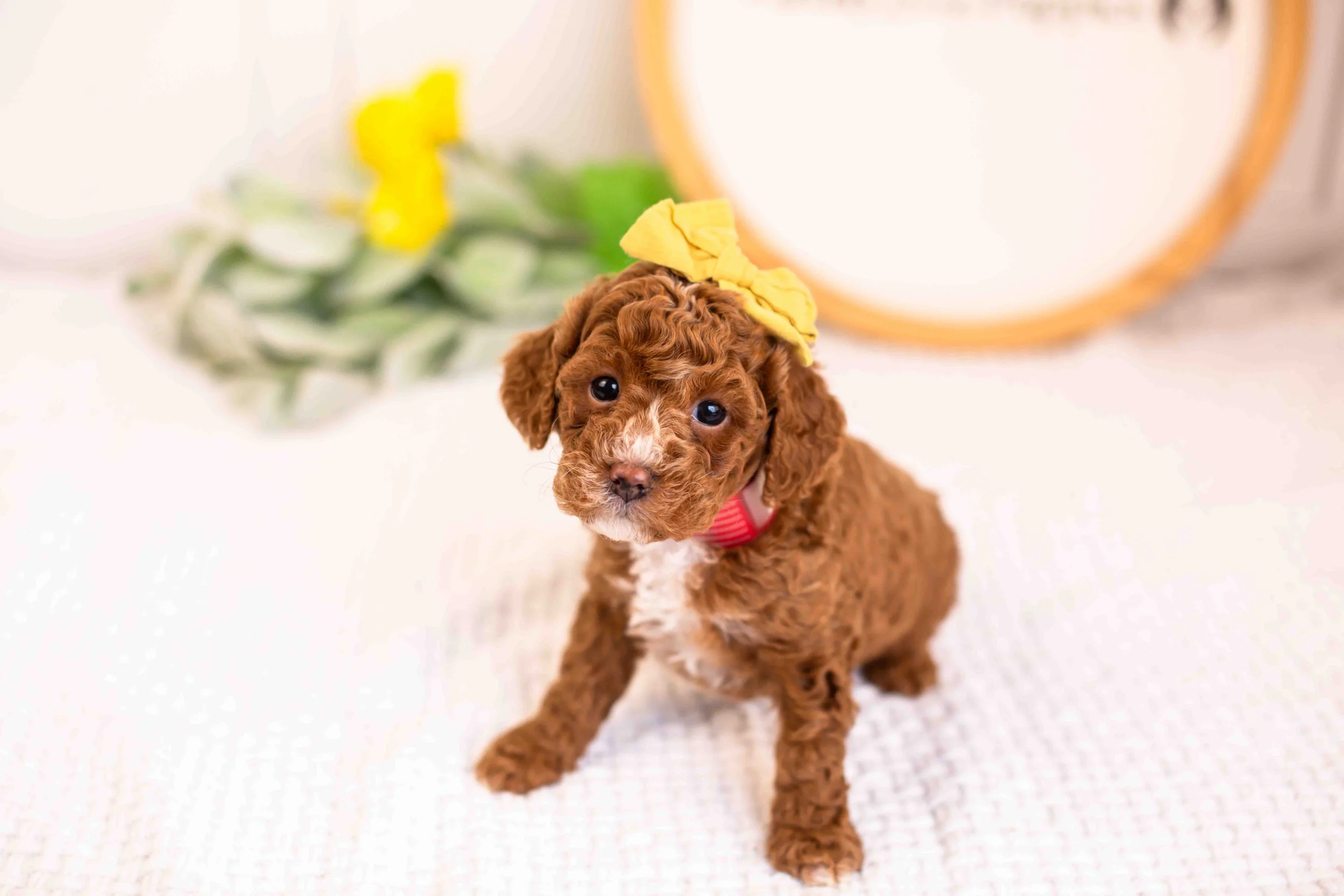 mia goldendoodle for sale(1).jpg
