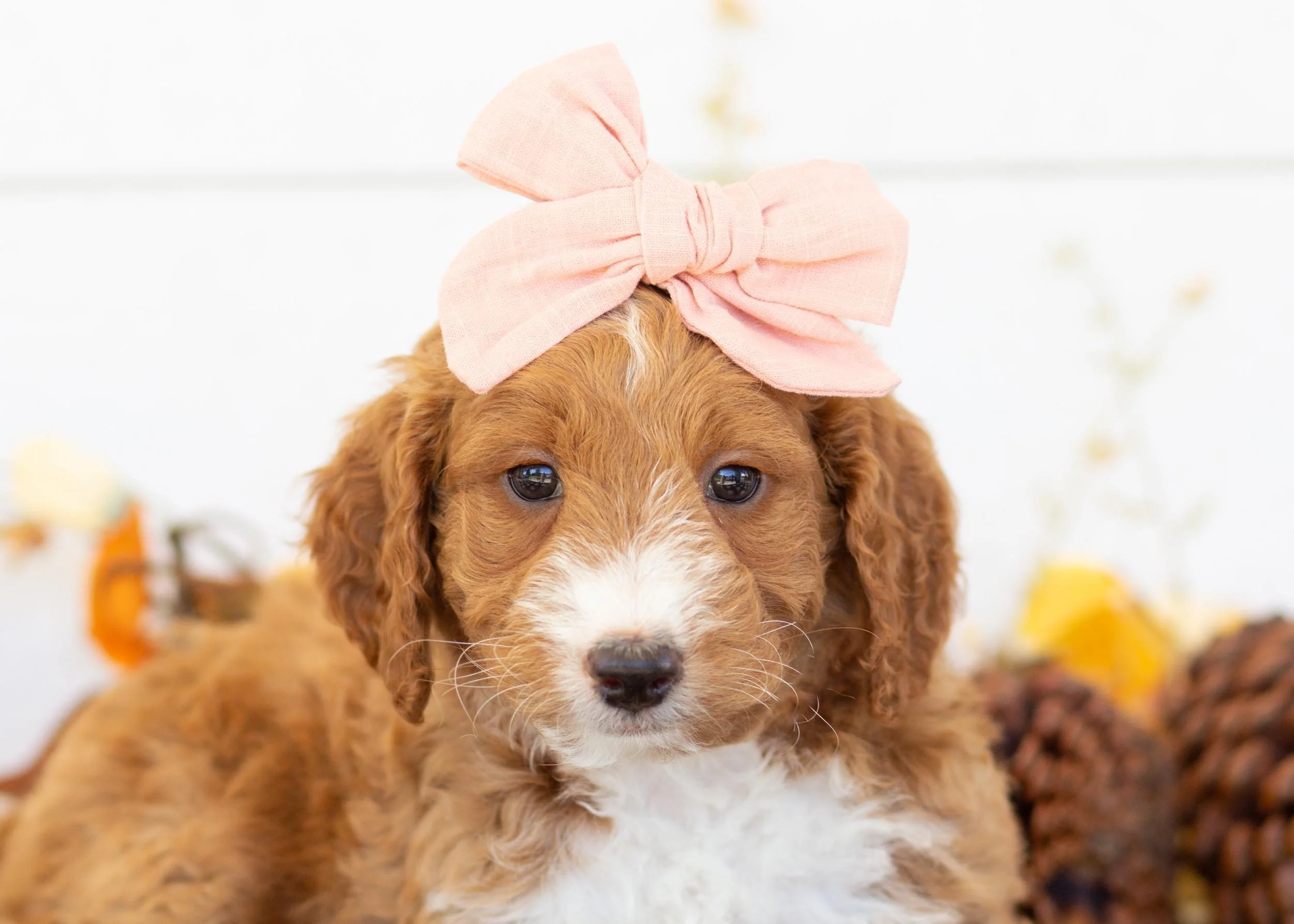 Dior goldendoodle for sale(2).jpg