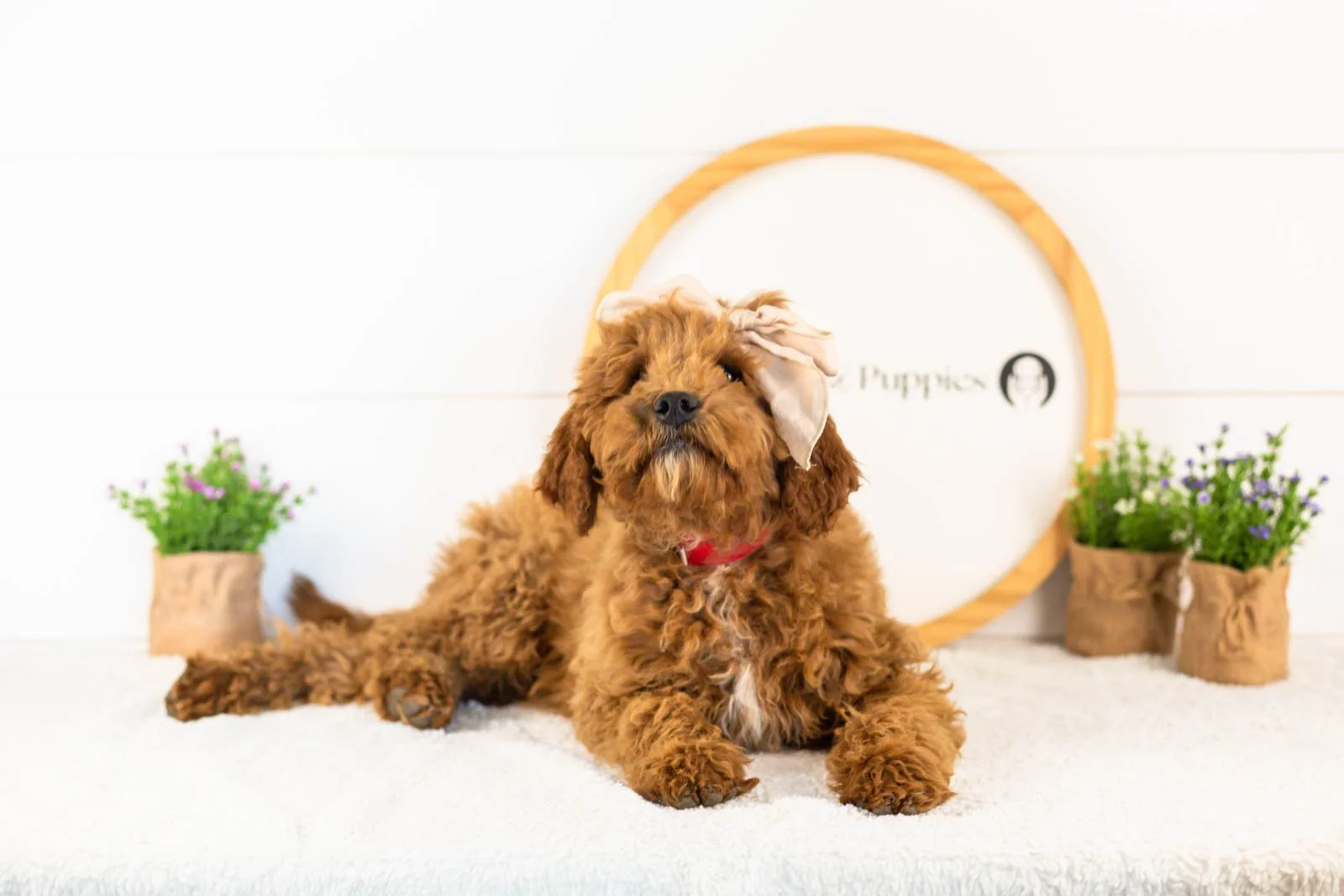 icicle goldendoodle for sale(1).jpg