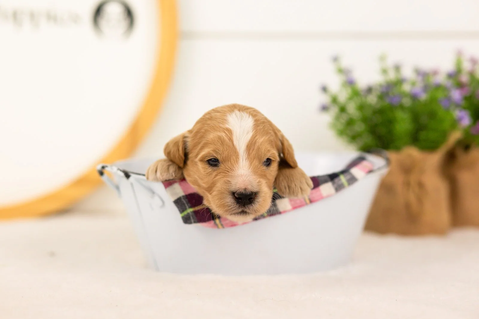 Danny goldendoodle for sale(4).jpg