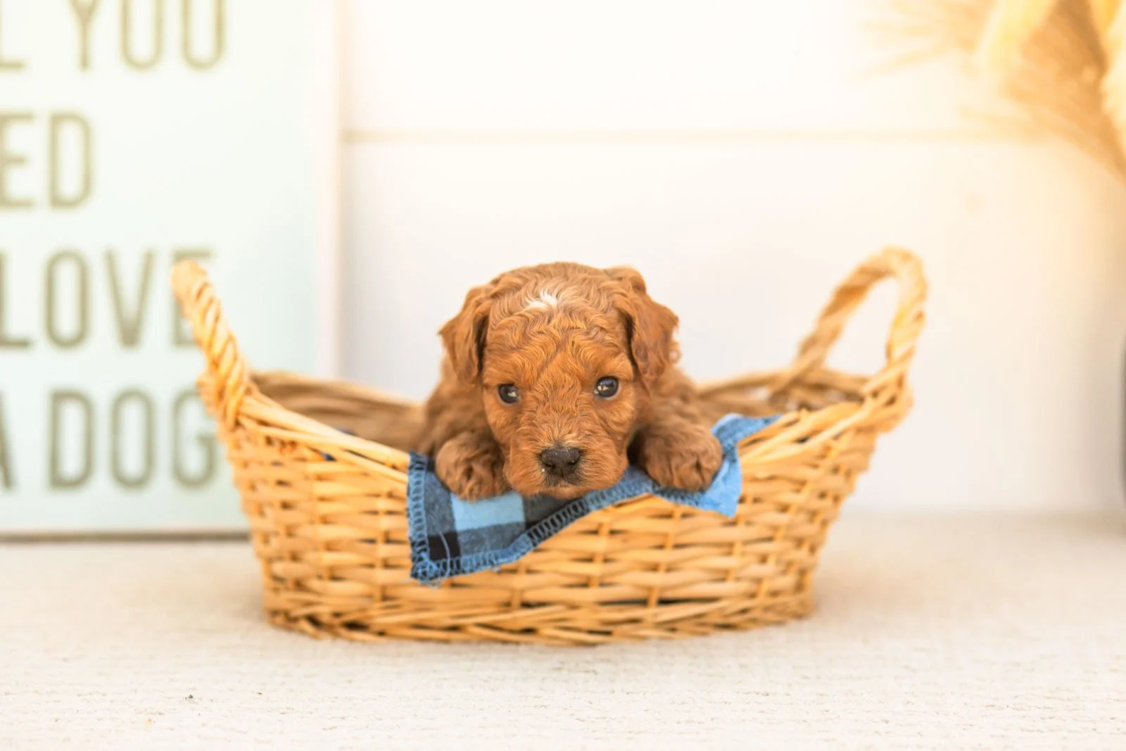 Firefly goldendoodle for sale(1).jpg