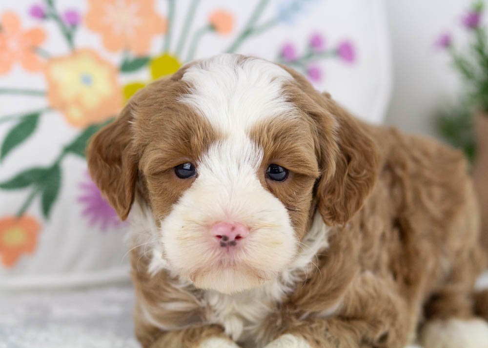 clover goldendoodle for sale(1).jpg