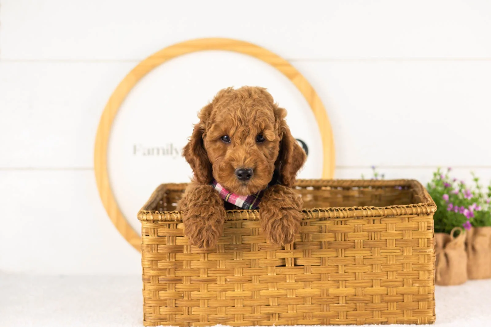 Glacier goldendoodle for sale(4).jpg