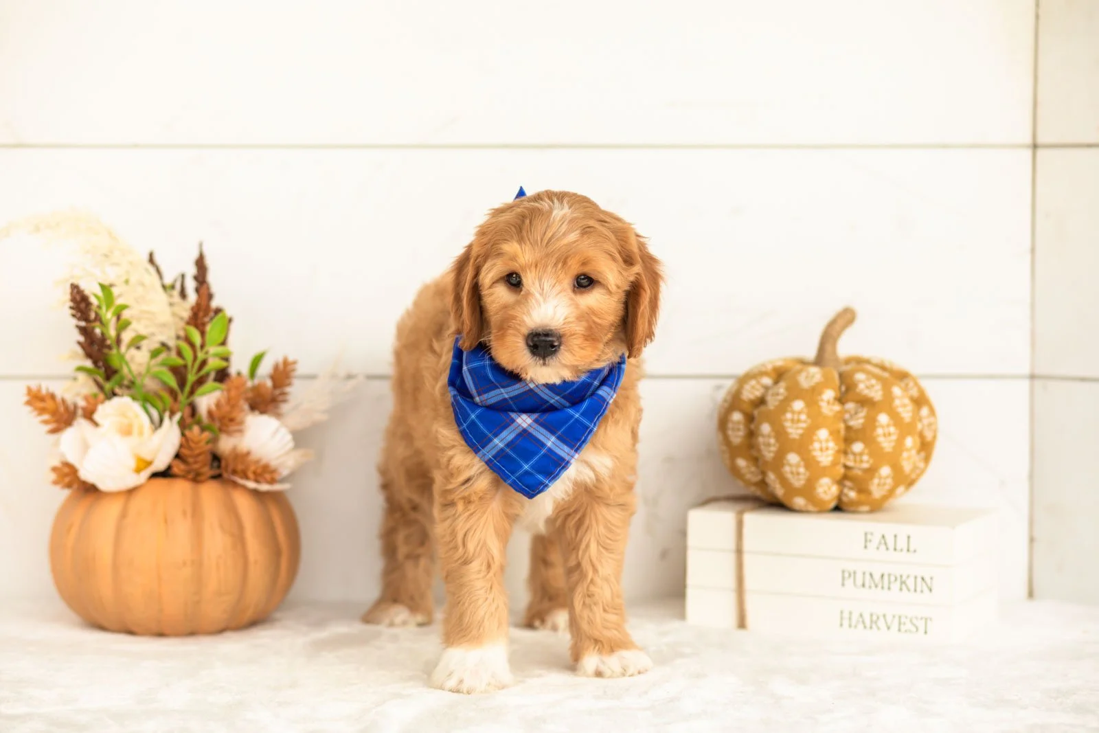 Jack goldendoodle for sale 5.jpg