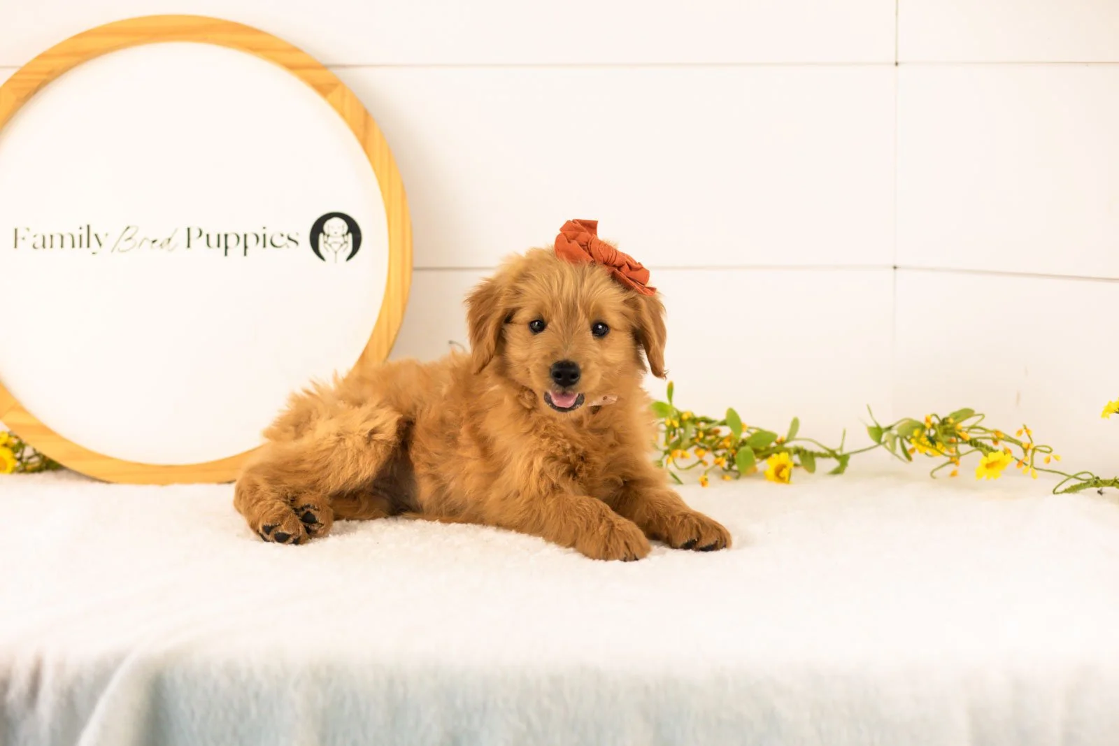 Ellie goldendoodle for sale.jpg