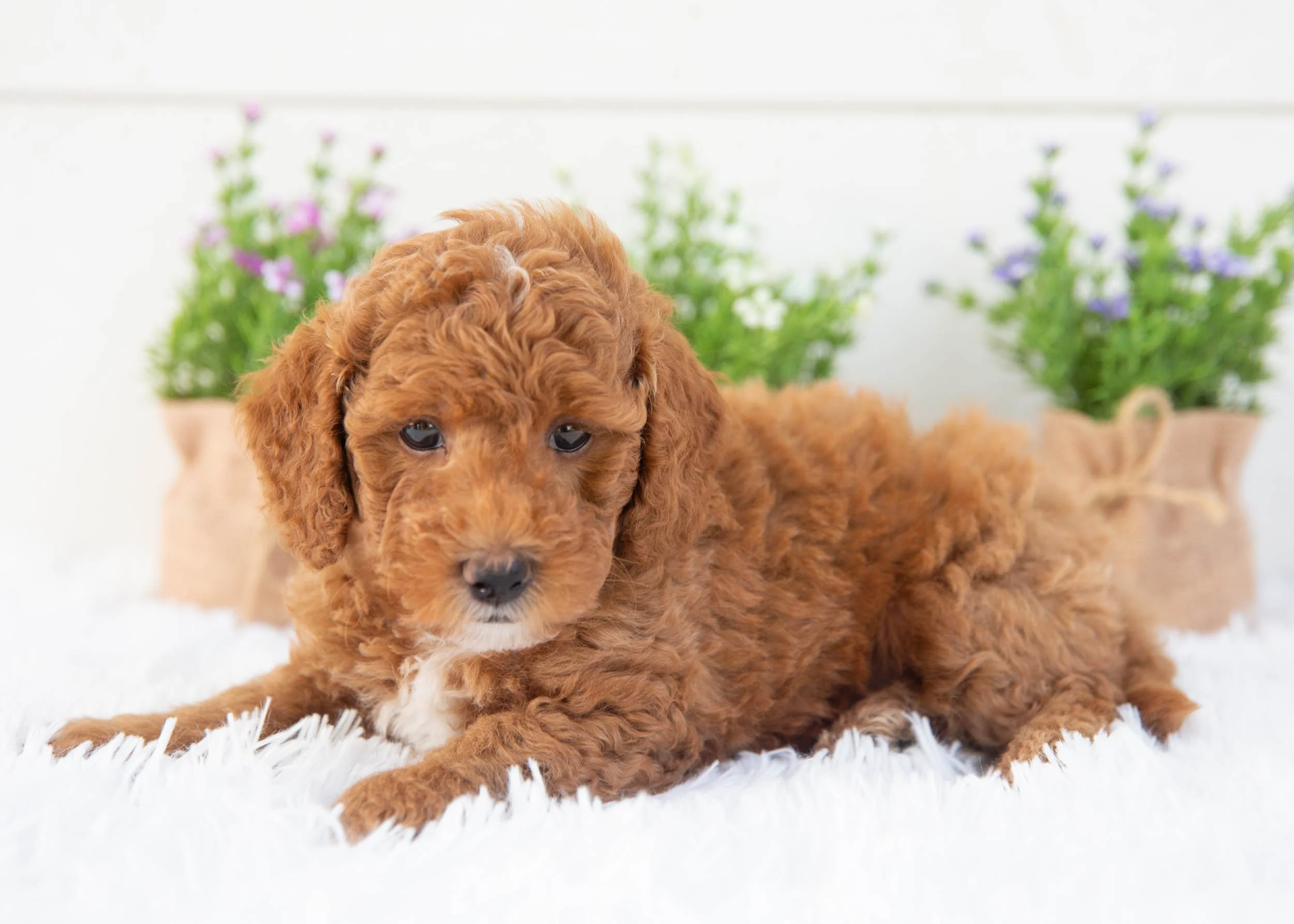 Tommy goldendoodle for sale.jpg