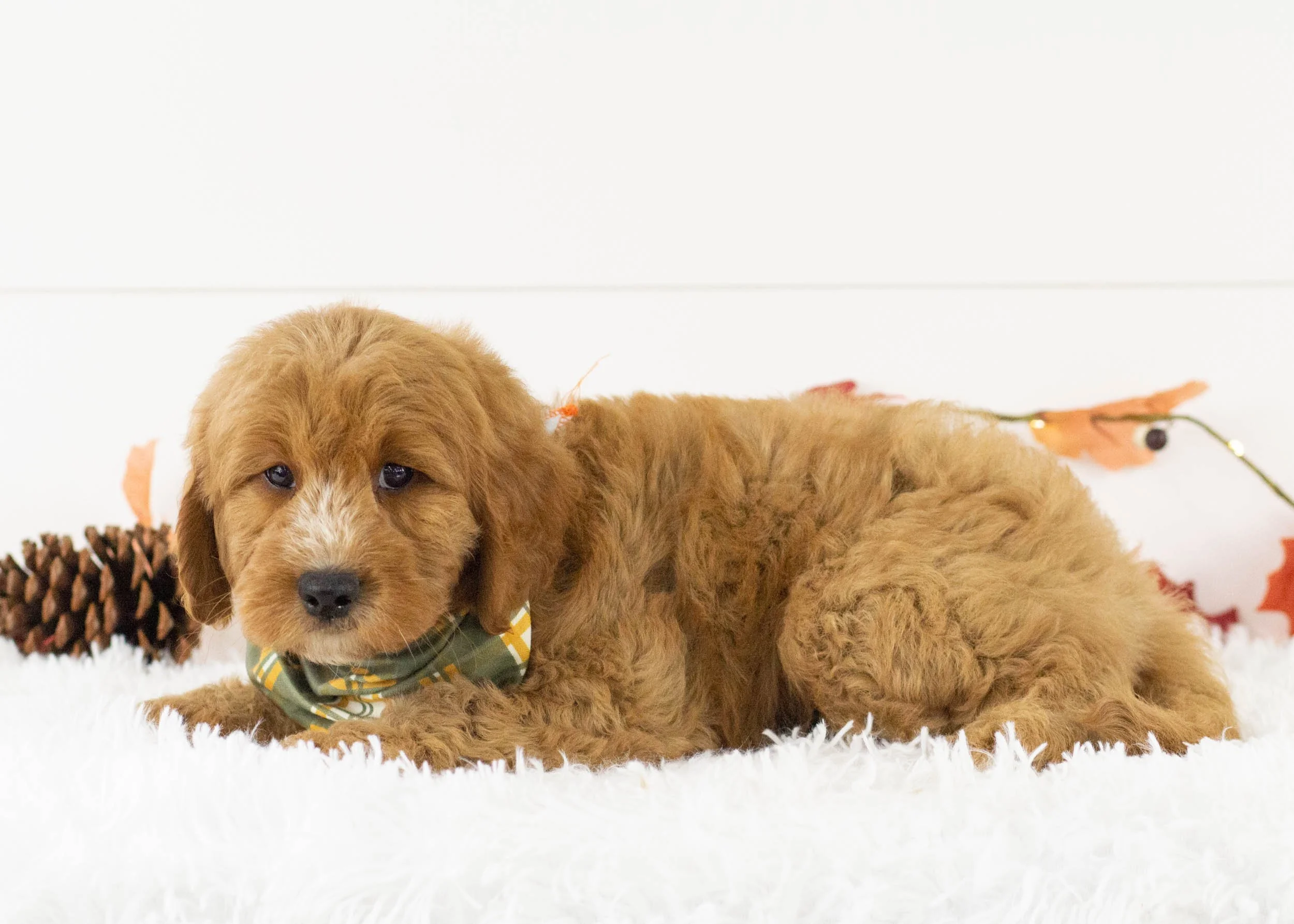 Cardinal goldendoodle for sale(2).jpg