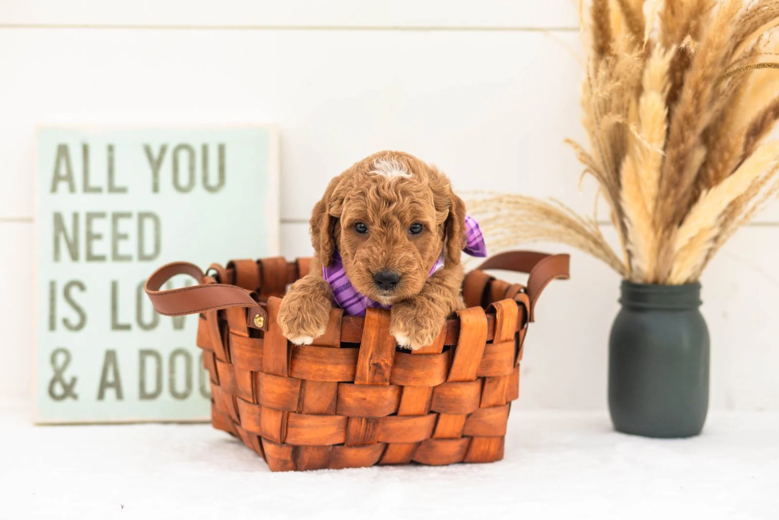 Macchiato goldendoodle for sale.jpg