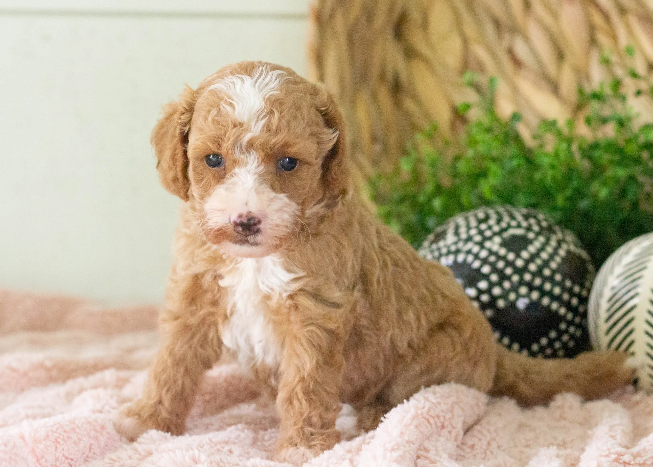 Tina Goldendoodle For Sale(2).jpg