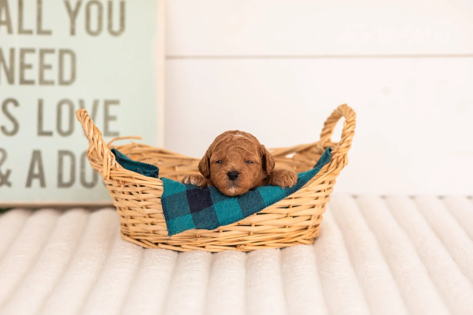 Flannel goldendoodle for sale(4).jpg