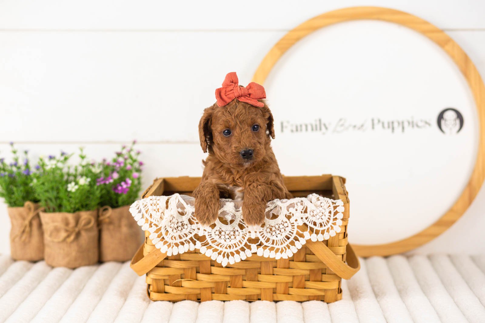 Lexy goldendoodle for sale(4).jpg
