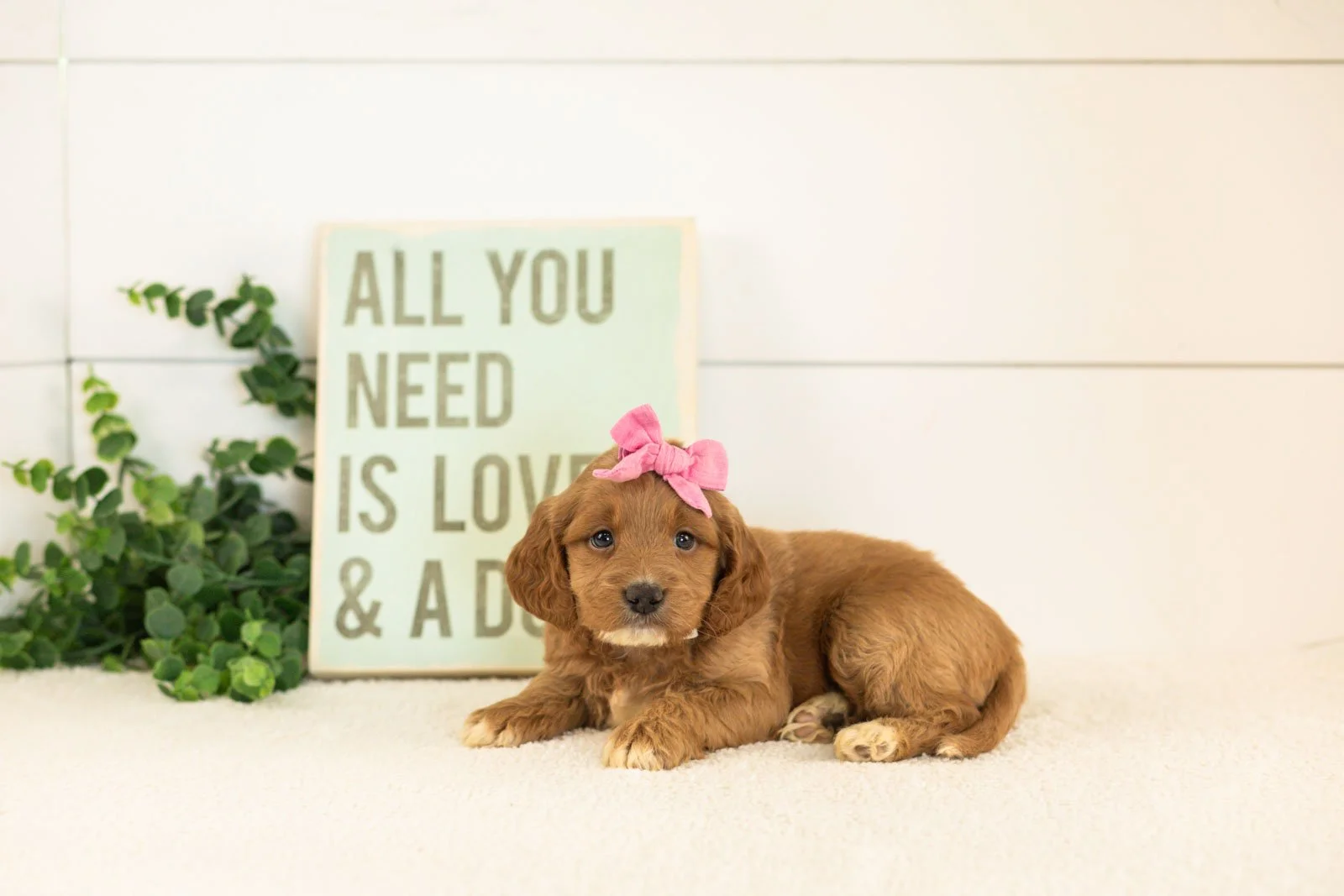 Ember goldendoodle for sale.jpg