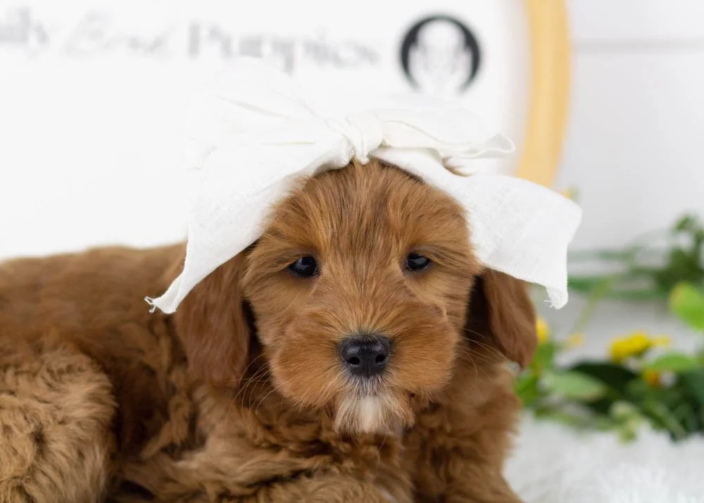 Nancy goldendoodle for sale(2).jpg