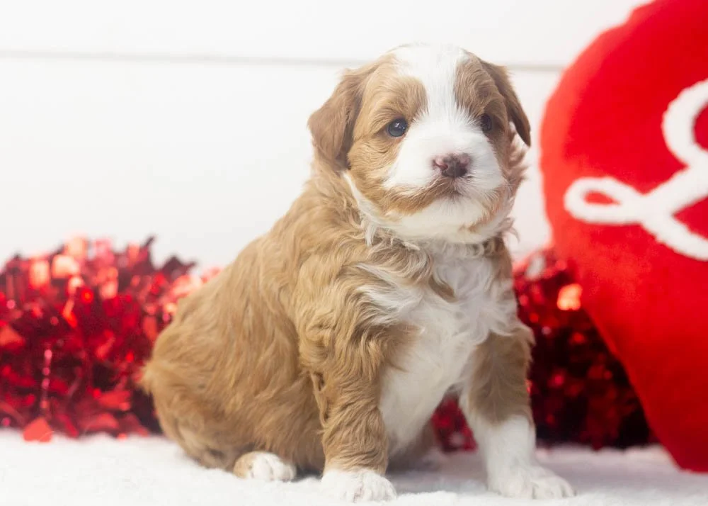 Violet goldendoodle for sale(3).jpg
