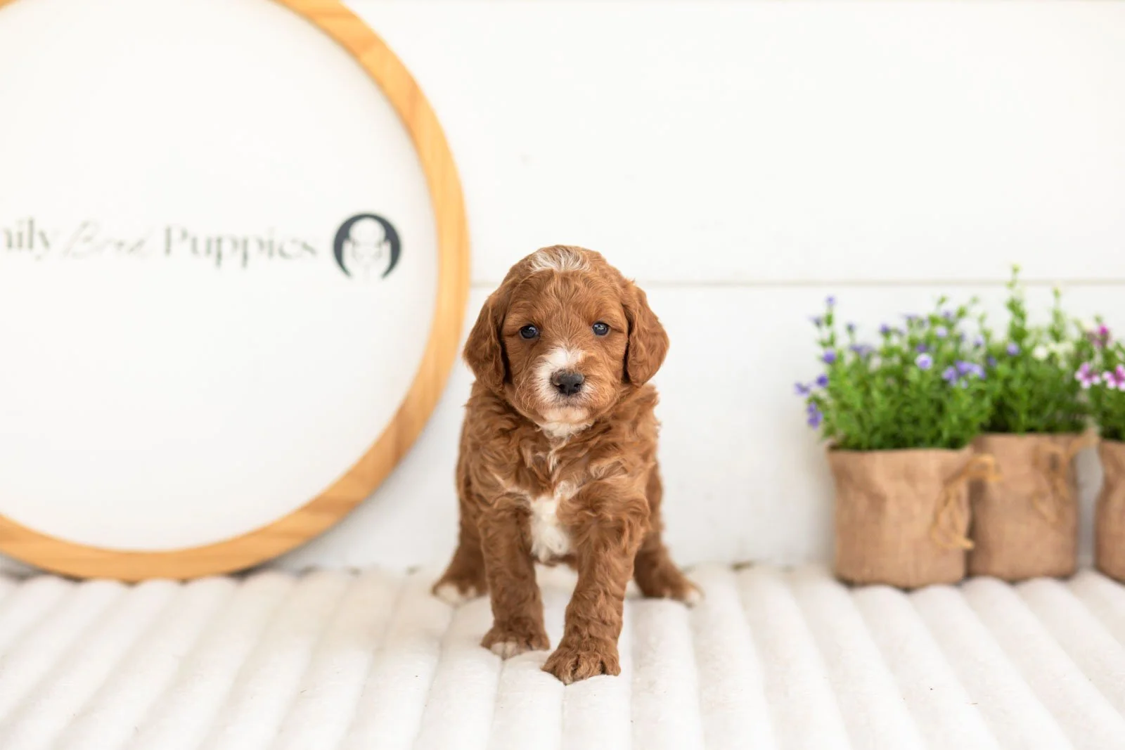 Kai goldendoodle for sale(2).jpg