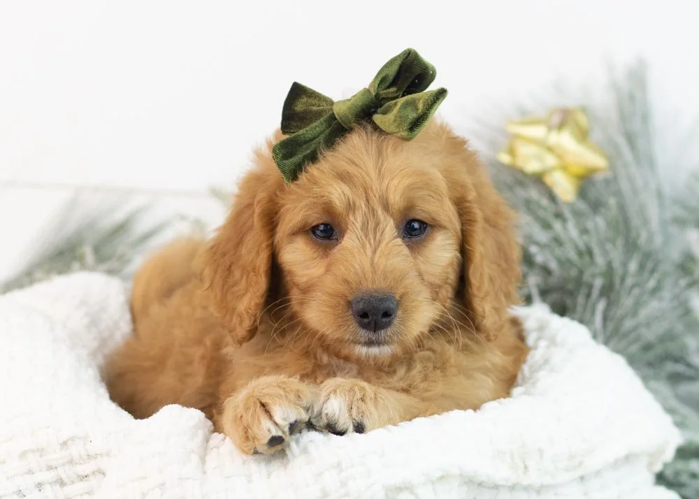 Peanut goldendoodle for sale(1).jpg