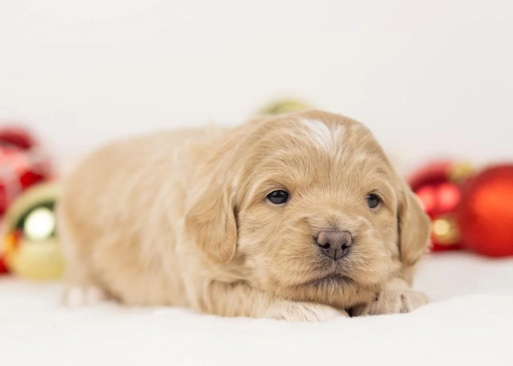 Sophie goldendoodle for sale.jpg