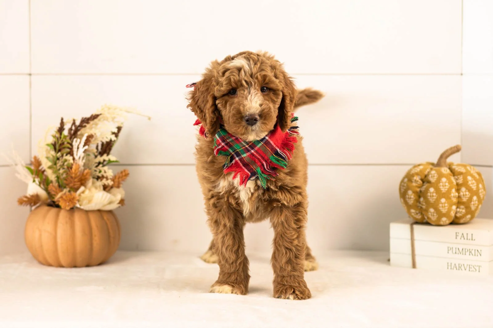 Alps goldendoodle for sale 3.jpg