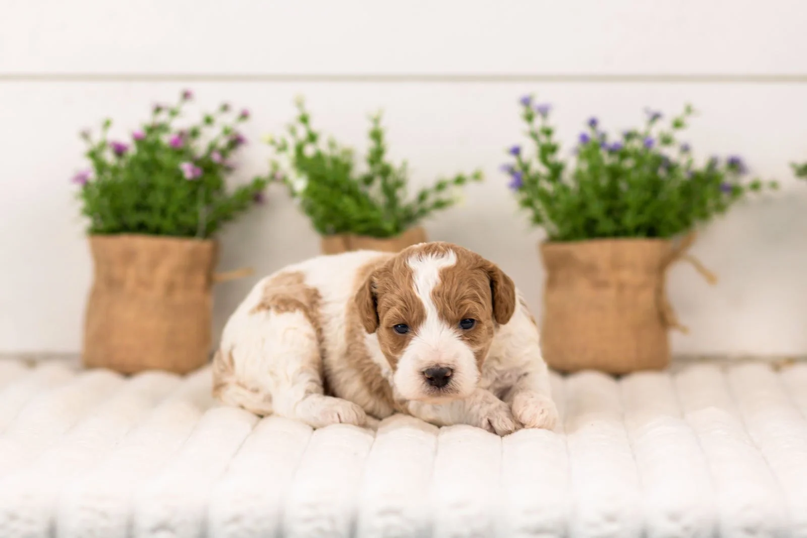 lucy goldendoodle for sale(1).jpg