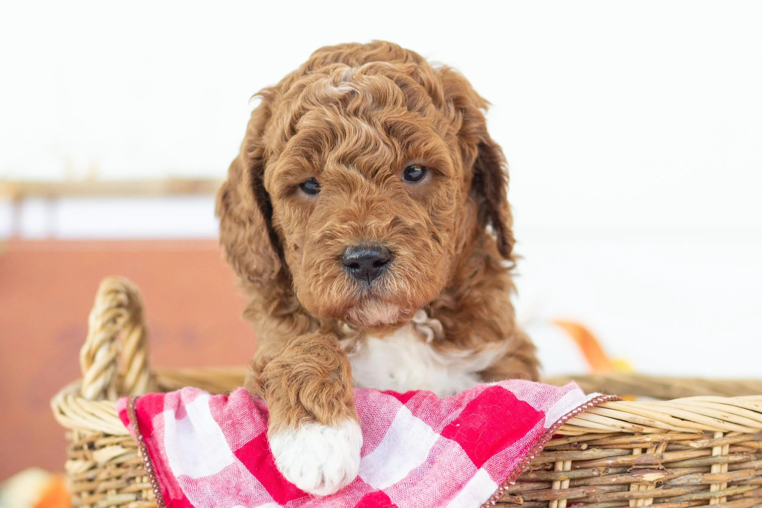 Trouser goldendoodle for sale(3).jpg