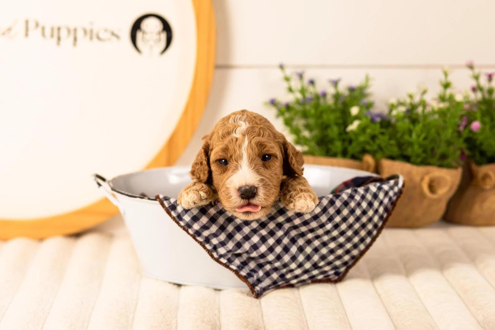 Lola goldendoodle for sale(2).jpg