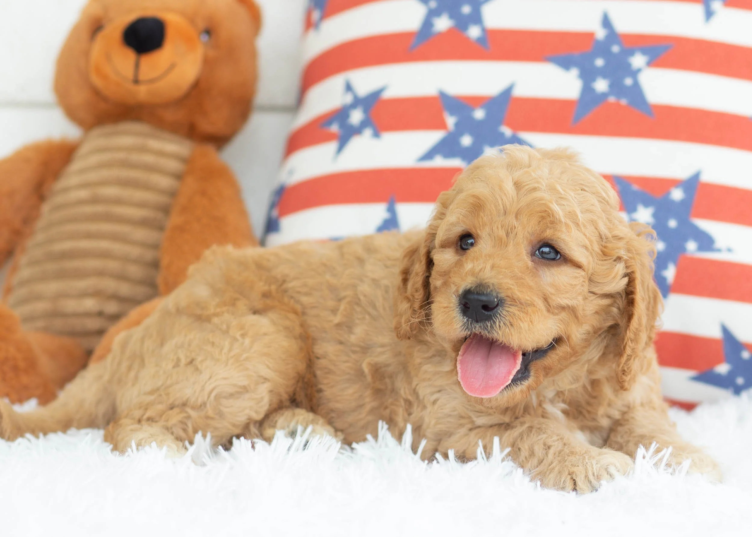 Dorito Goldendoodle For Sale(2).jpg