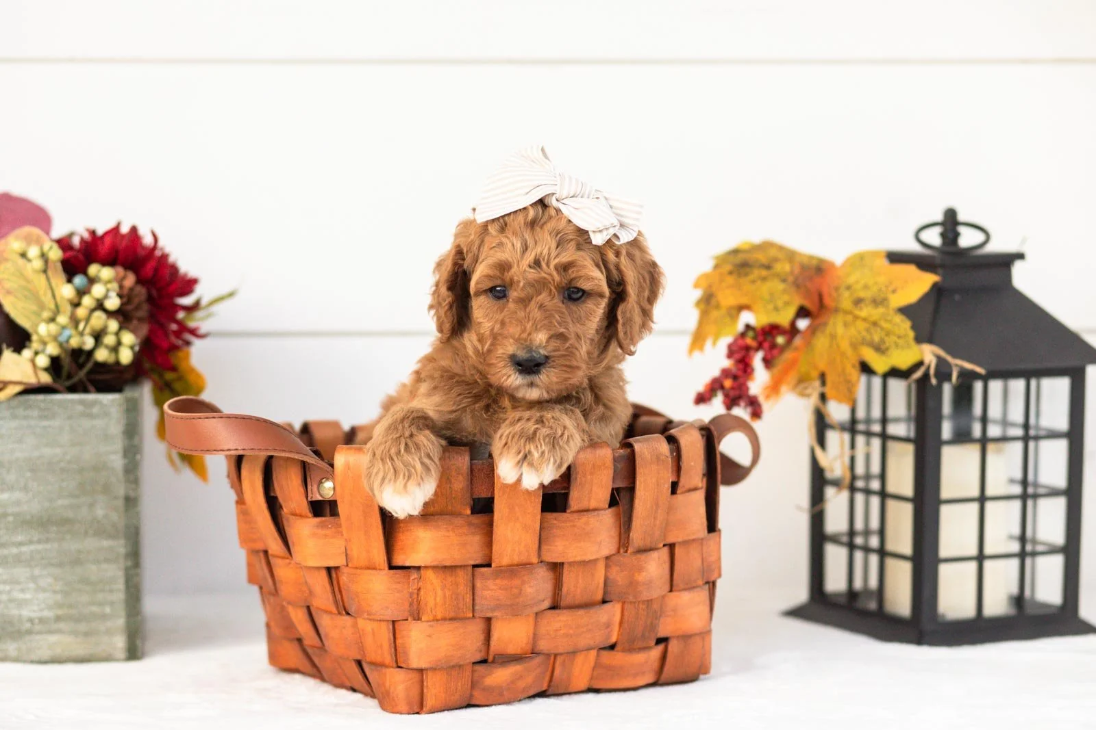 Lottie goldendoodle for sale(4).jpg