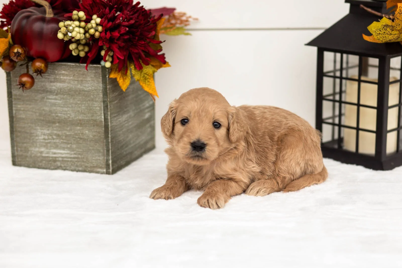 Dorothy goldendoodle for sale 5.jpg