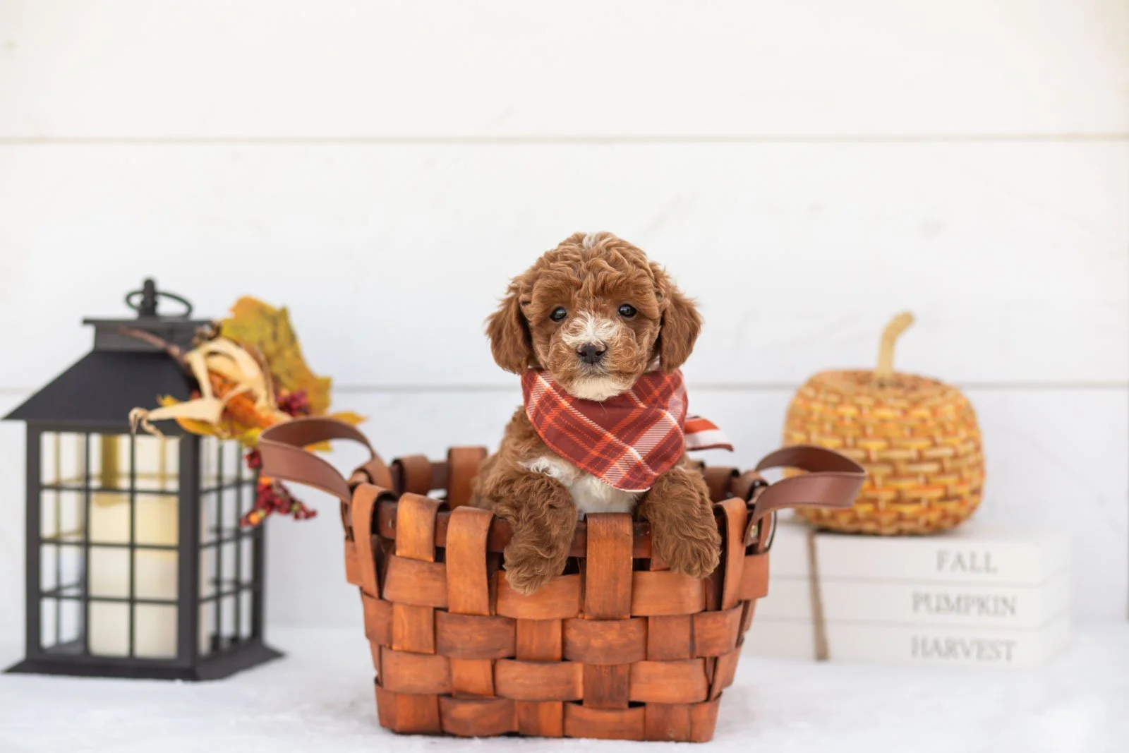 Secretariet goldendoodle for sale 1.jpg