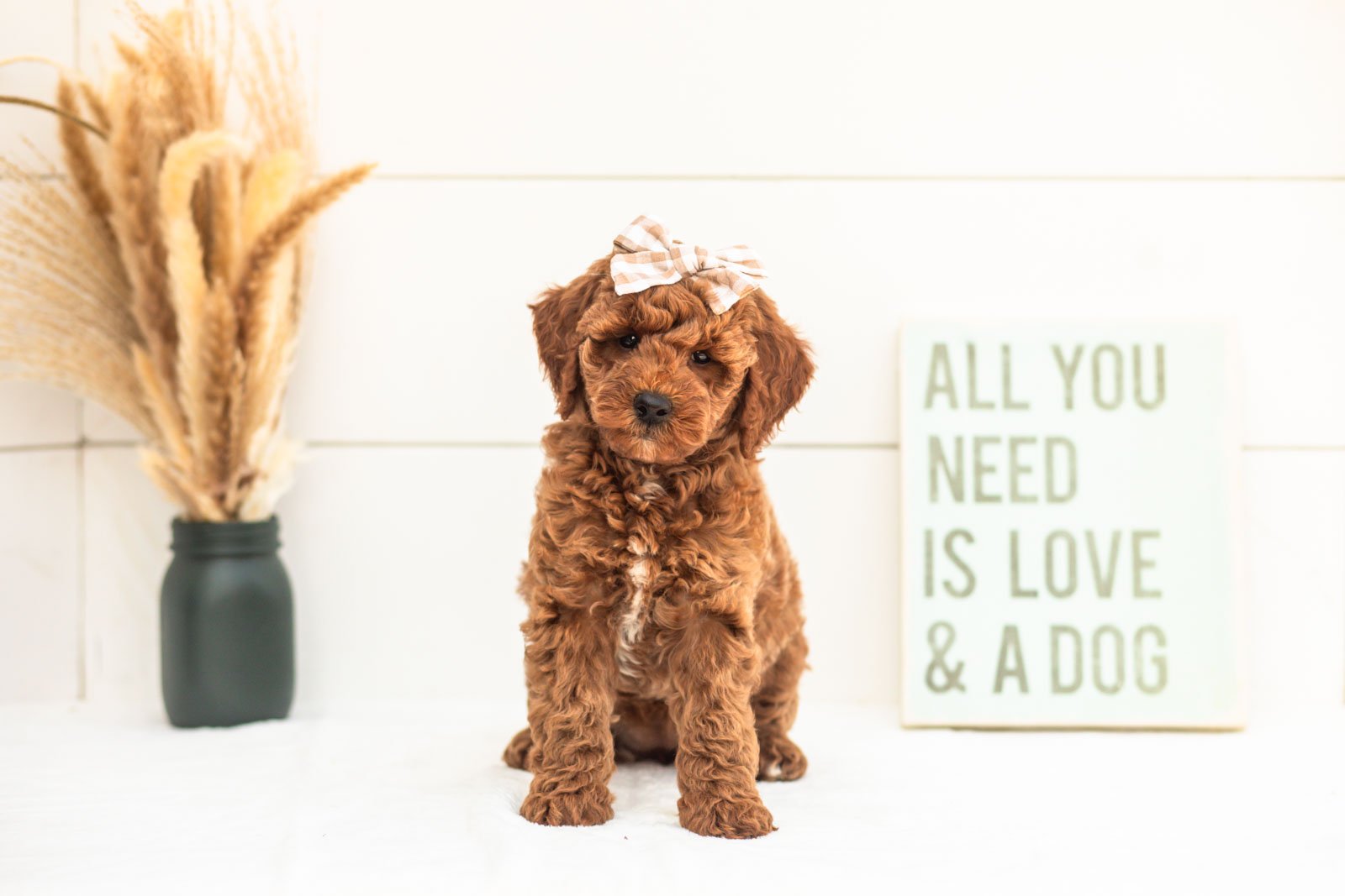 Sardine goldendoodle for sale(3).jpg