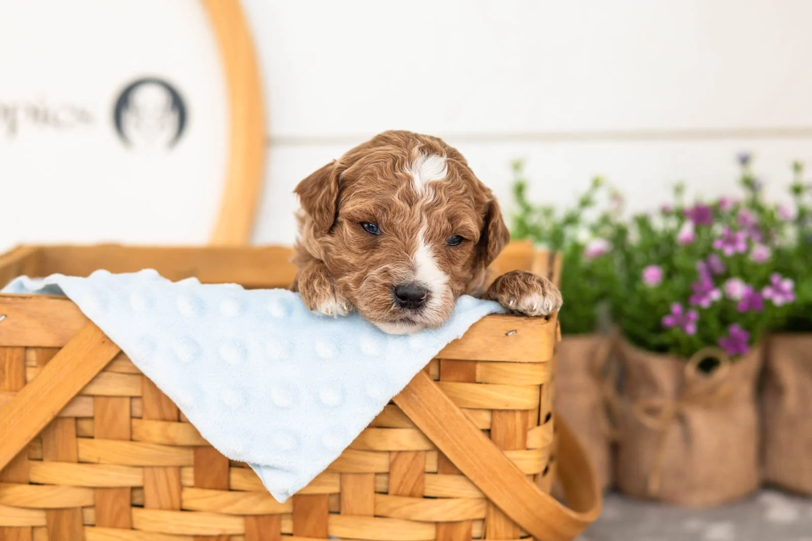 Evee goldendoodle for sale(3).jpg