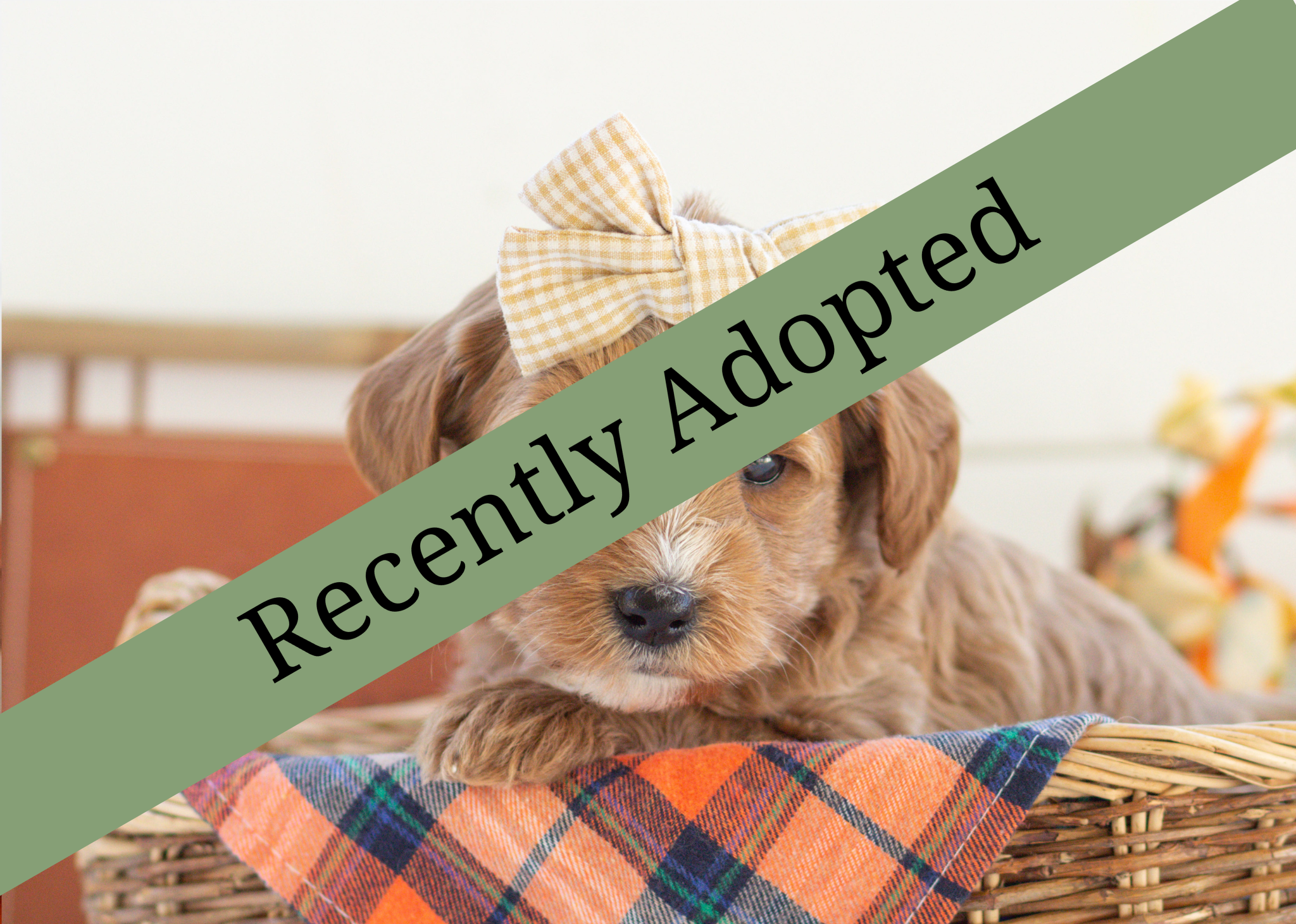 goldendoodle for sale