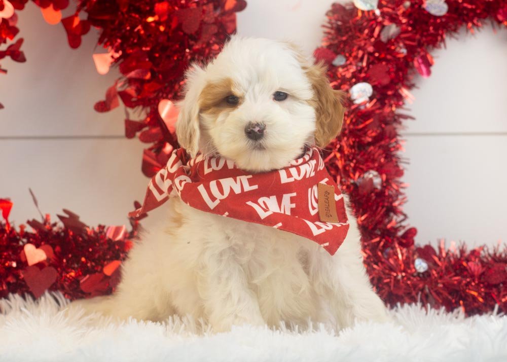 Buddy goldendoodle for sale(2).jpg