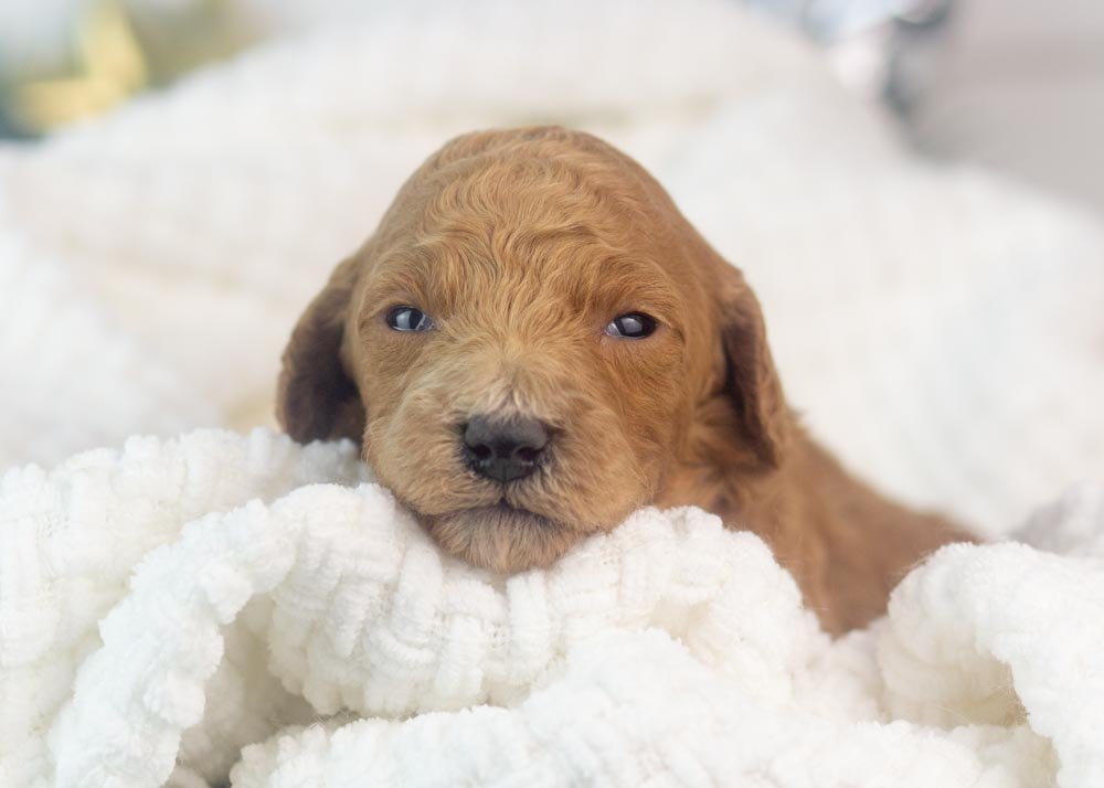 Lillian goldendoodle for sale(1).jpg