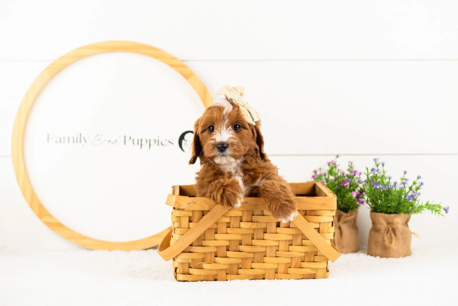 Queen goldendoodle for sale(4).jpg
