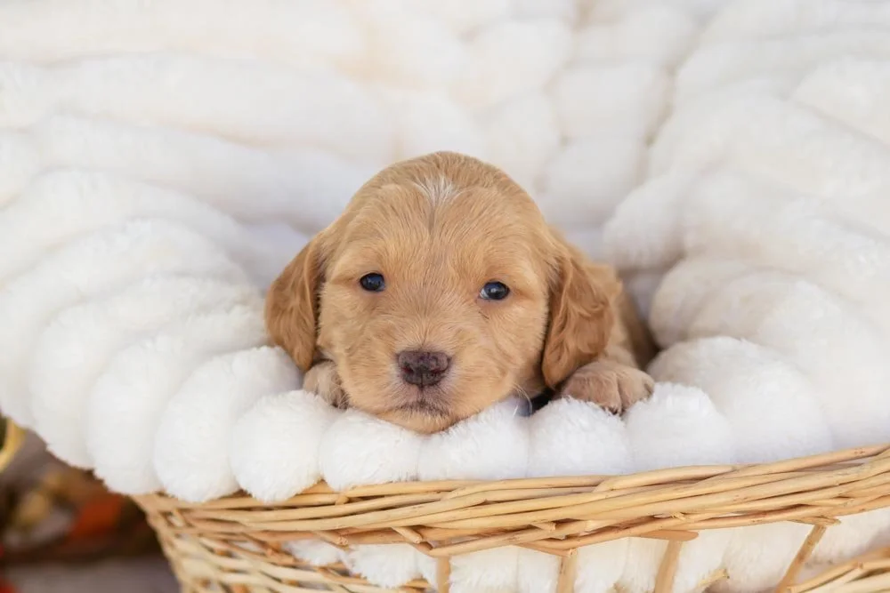 mashed potato goldendoodle for sale.jpg